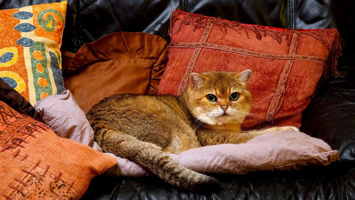 Интерьер День рождения Шитьё Котоподушка - подушка в виде кошки Ткань