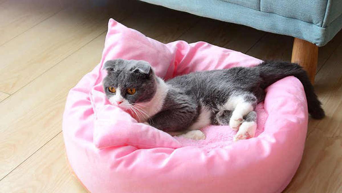 Подушки для кошек в Новосибирске